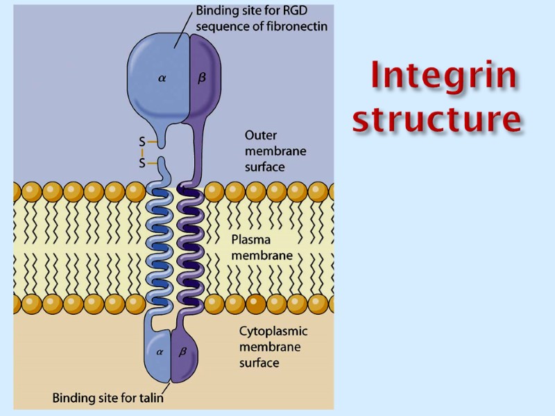 Integrin structure